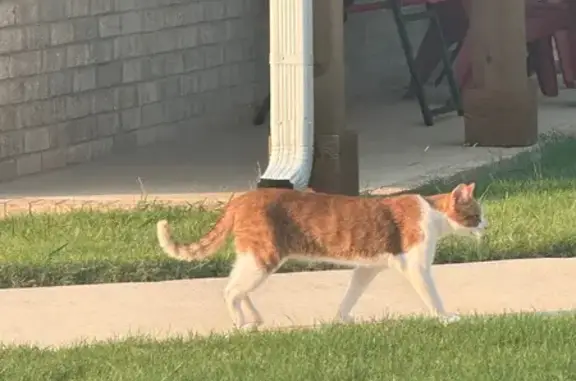 Found cat Fayetteville, photo: Found Cat on North Honey Locust Bend