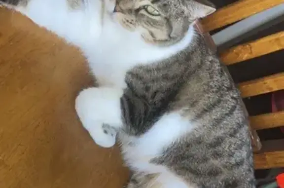 Lost Scared Cat: Chunky & Shy, Worcester