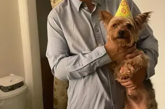 Lost Yorkie: Brown Head, Blue Collar