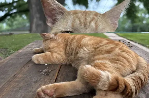 Found cat Minneapolis, photo: Found: Orange Male Cat on Dupont Ave N