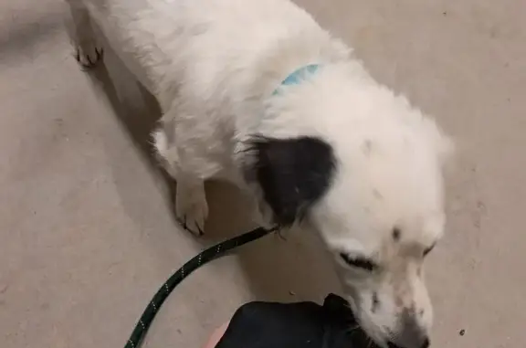 Chien trouvé Nîmes, photo: Chien noir et blanc trouvé à Nîmes