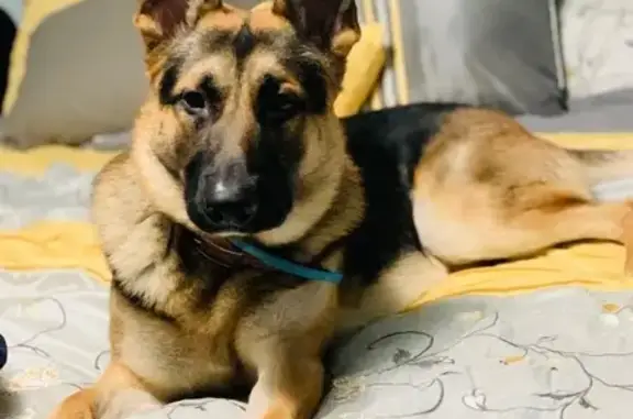 Lost Dog: Unique Markings in Sylacauga