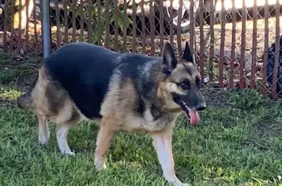 Missing dog Apopka, photo: Lost German Shepherd: Answers to Lady