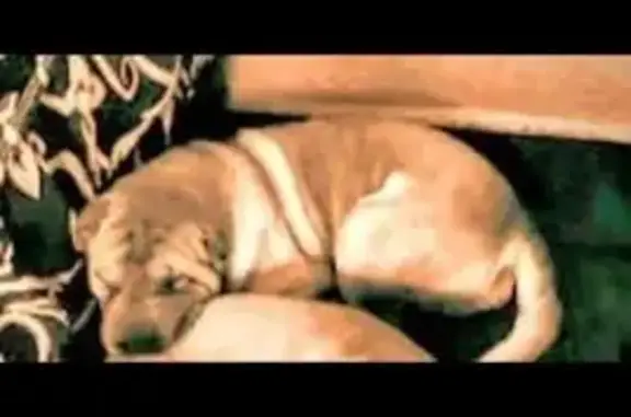 Perros perdidos, Tehuacan, foto: Perro Sharpei Perdido en Tehuacán: Café Oscuro