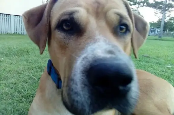 Lost Gentle Giant: Tan Dog, Fraser Coast