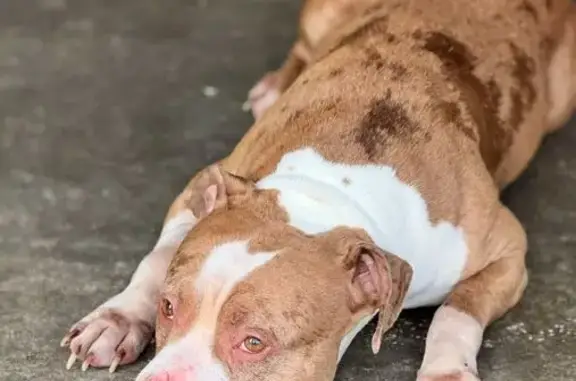 Found: Gentle Brown & White Dog in Nashville