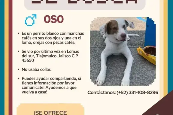 Perro Perdido: Blanco con Manchas Cafés en Tlaquepaque