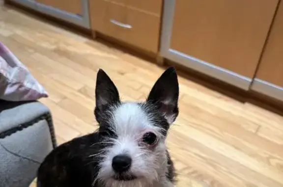 Lost pets , photo: Lost Dog: Brown with White Eye Patches