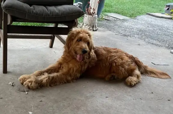 Lost Caramel Groodle on Merluna Rd, Logan