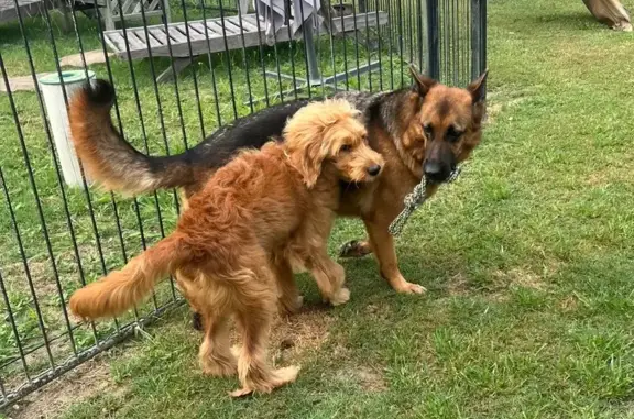 Lost Dogs: German Shepherd & Groodle