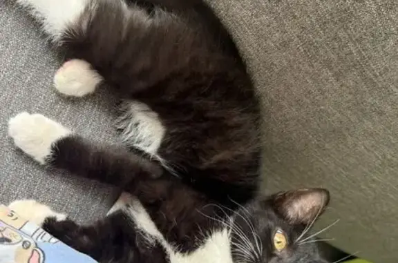 Missing cat Hamtramck, photo: Lost Kitten: Black & White in Hamtramck