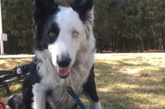 Perro Perdido: Macho Amigable, 14 Años