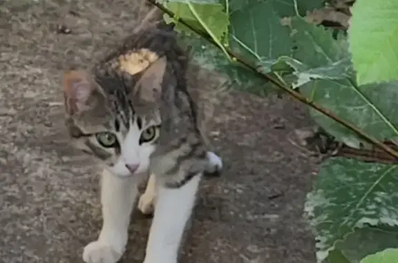 Chat trouvé Graulhet, photo: Chat trouvé cherche famille urgente à Graulhet