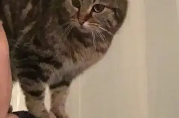 Chat perdu, Orcines, photo: Chatte tigrée perdue à Orcines