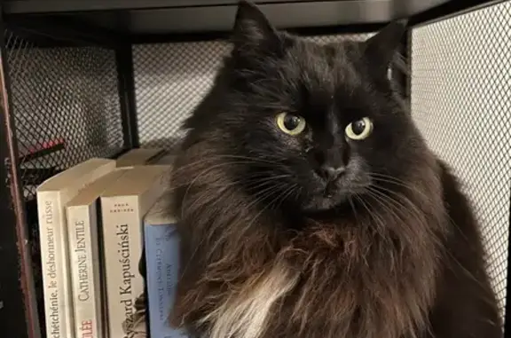 Chat perdu, Rezé, photo: Petite chatte noire perdue à Rezé