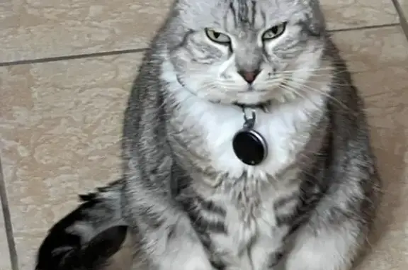 Chat tigré et blanc perdu à Gourfaleur - photo