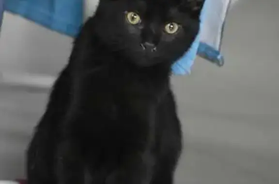 Chat perdu, Le Pont-de-Claix, photo: Chat noir perdu, yeux jaunes, Pont-de-Claix