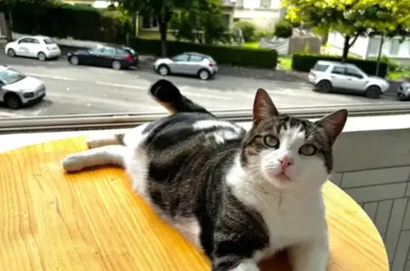 Animaux perdus Lisieux, photo: Chat tricolore perdu, Allée Contel, Lisieux