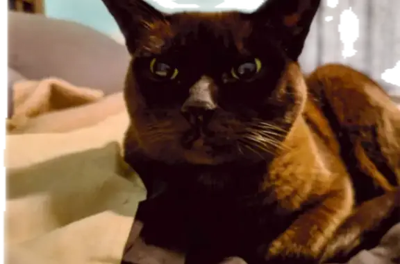 Missing cat , photo: Lost Timid Burmese Cat on Ketch Rd, 19