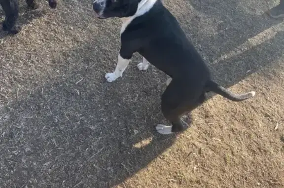 Found dog Adelaide, photo: Found Dog Near Davoren Rd, No ID