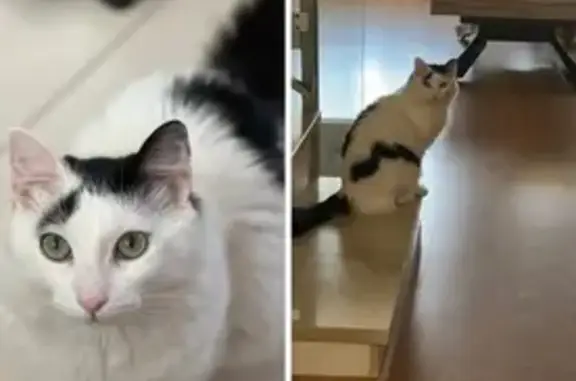 ¡Gato Perdido! Buzz, Blanco y Negro en Aspe