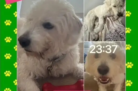 Perro de Agua Blanco Perdido en Algeciras