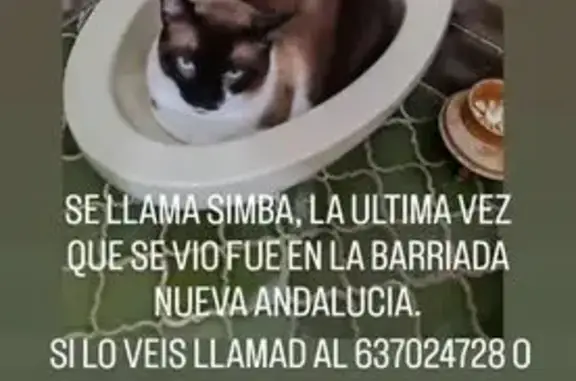 Gato Siamés Perdido en Jerez: ¡Ayúdanos!