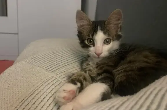 Gatos perdidos, , foto: Buscamos a Gato Blanco y Gris Perdido