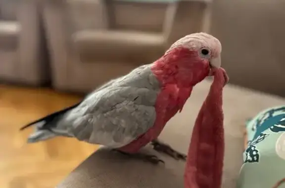 Lost Galah: Answers to Jingle Bells Tune