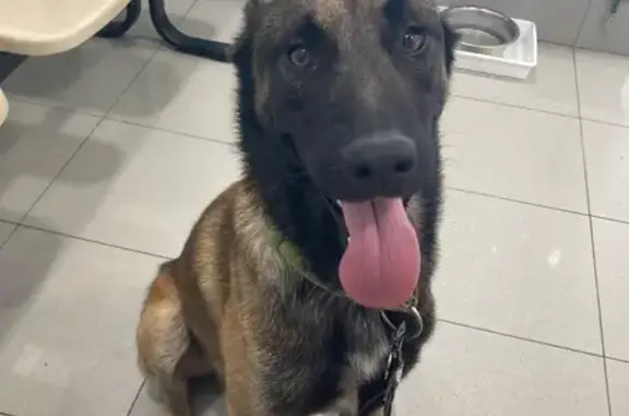 Joven Pastor Belga Malinois En...