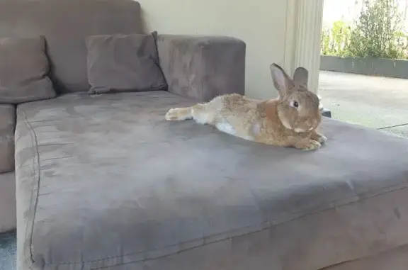 Lost Dwarf Rabbit Bruno: Dalhousie St