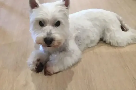 Perro perdido en Capdepera: lleva chip y placa