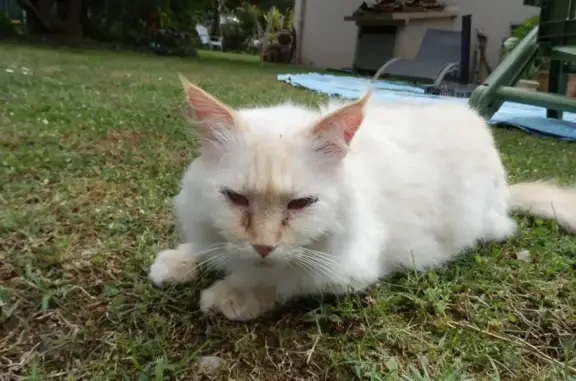 Animaux perdus Ondres, photo: Chat perdu : Floky, craintif et blessé, Ondres
