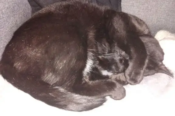 Chat perdu, Toul, photo: Chat Bombay perdu, yeux jaunes, Toul