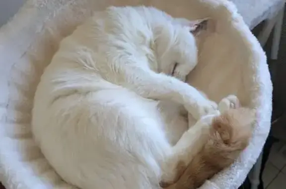 Chat perdue Villenave-d'Ornon, blanche/rousse - photo