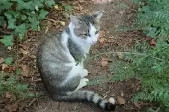 Animaux trouvés Mehun-sur-Yèvre, photo: Chat gris-blanc trouvé aire A71 Quincy