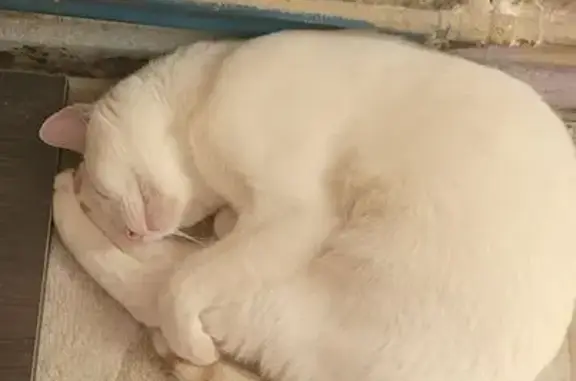 Búsqueda de mascotas, foto: Gato Beige Perdido en Leganés, Calle Getafe