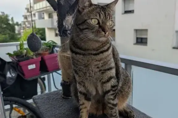 Chat perdu, Rennes, photo: Chat tigré perdu, curieux mais discret