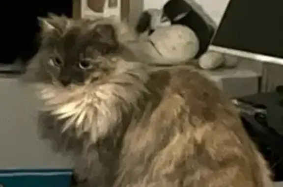 Lost Cat: Grey/White, Bayside Drive, VIC