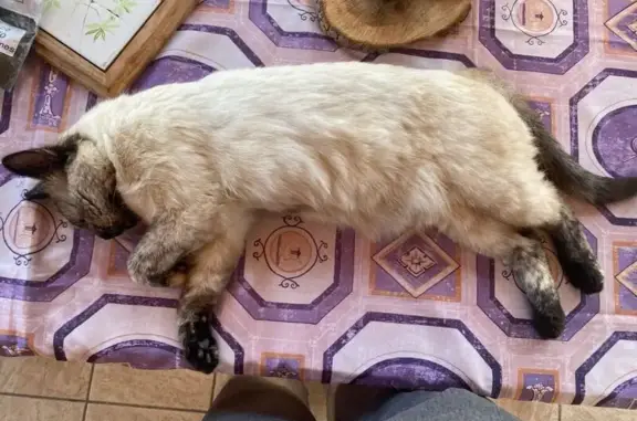 Chat perdu, Saint-Georges-Haute-Ville, photo: Chatte crème et noire perdue, câline, St-Georges