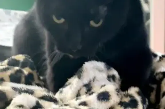 Lost Black Cat: Rascal in Worcester