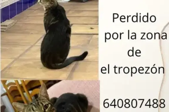 ¡Gato Perdido en Algeciras! Calle Guadiana 42