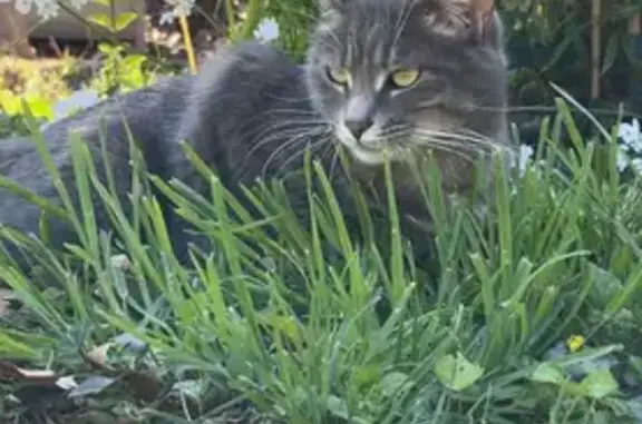 Chat perdu, Rieumes, photo: Chat gris perdu, yeux verts, Rieumes