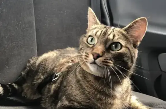 Chat perdu, Harfleur, photo: Chat perdu, 8 ans, sociable, Harfleur