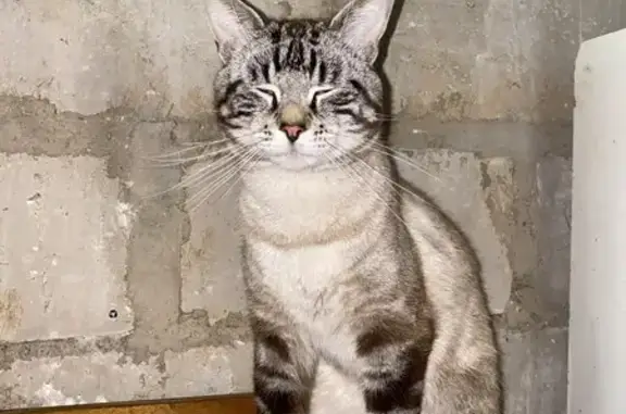 Chat perdu, très bavard et câlin - photo