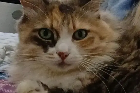 Gatos perdidos, Sabadell, foto: Gata Tricolor Perdida en Sabadell: Ayuda