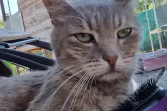 Chat trouvé Montech, photo: Chat trouvée: oreille coupée, cicatrisée
