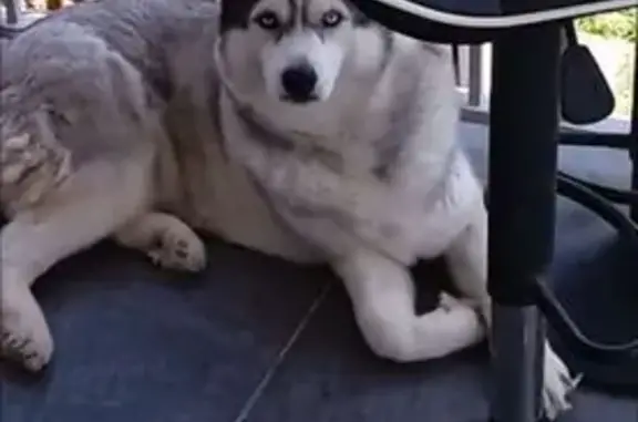 Chien trouvé , photo: Perdu : Husky femelle noir et blanc 5 ans