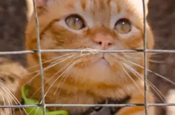 Lost and found pets Santa Clarita, photo: Lost Orange Tabby: Toby on Town Center Dr