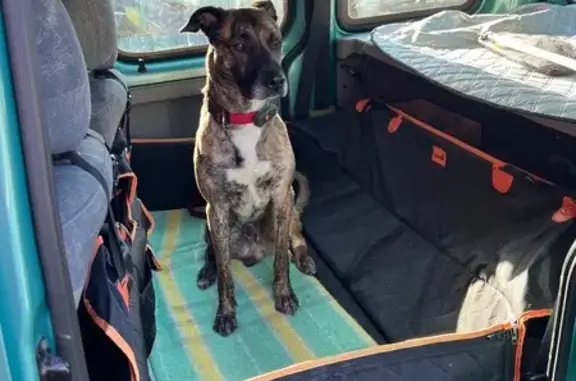 Chien perdu , photo : Chien perdu bringé, gentil et joueur